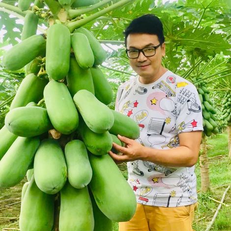 Green Papaya