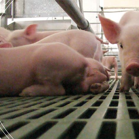 Pig Breeding