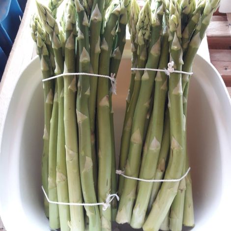 Otto und Thomas Schmoll GbR Kartoffelbau