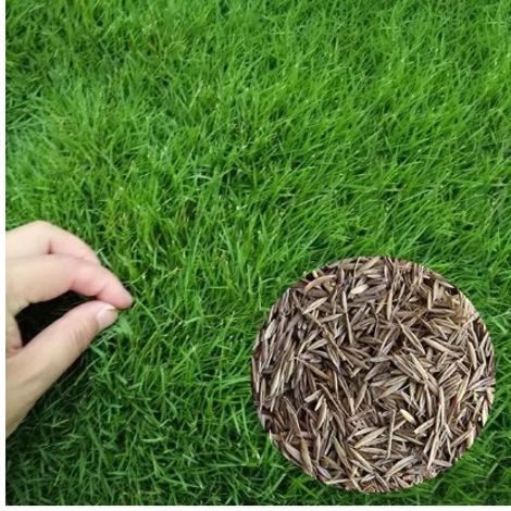 Grass Seed