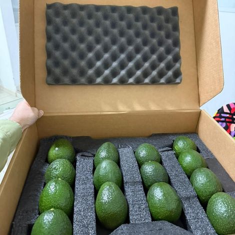 Fresh  Avocado Export QUALITY