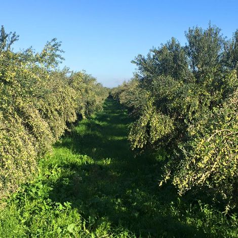 Farm