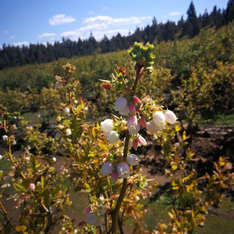Biofruit Ltda - Plantation