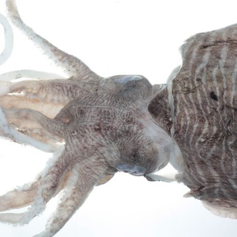 cuttle-fish.jpg