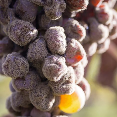 Château de Fargues - Product