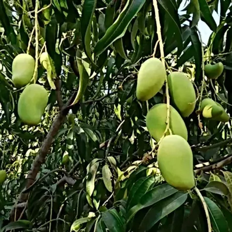 Prima Fruta Del Peru S.A.C. - Product