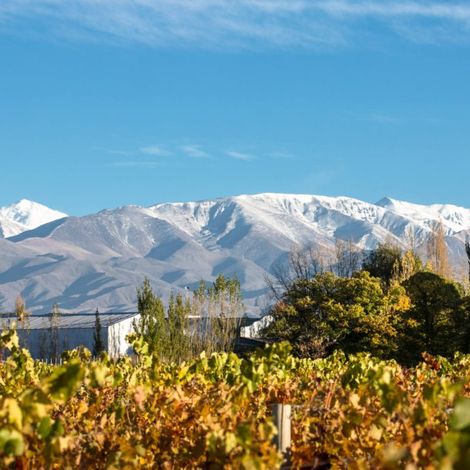Gouguenheim Winery - Vineyard