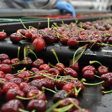 Underwood Fruit and Warehouse - Cherries