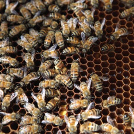 Mellona - Assia Mare Ltd - Bees