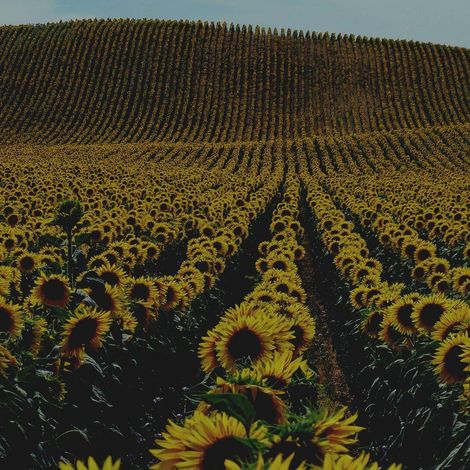 agrochance-slide-2.jpeg