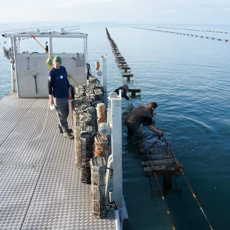Kaipara Oysters Ltd. - Oyster Harvest