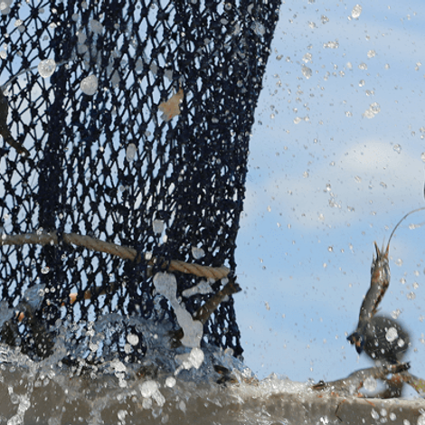 Seafarms Group Limited