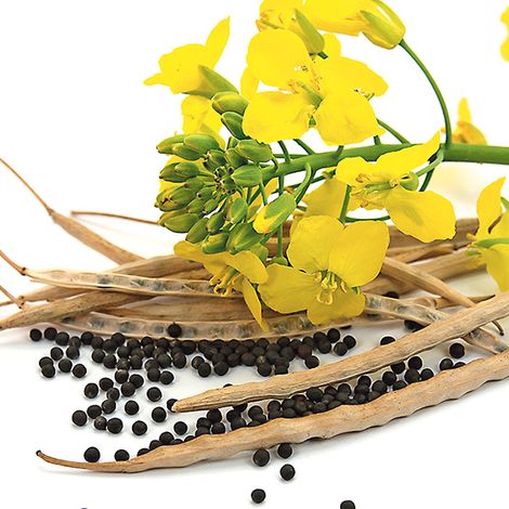 Rapeseeds