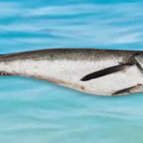 hake