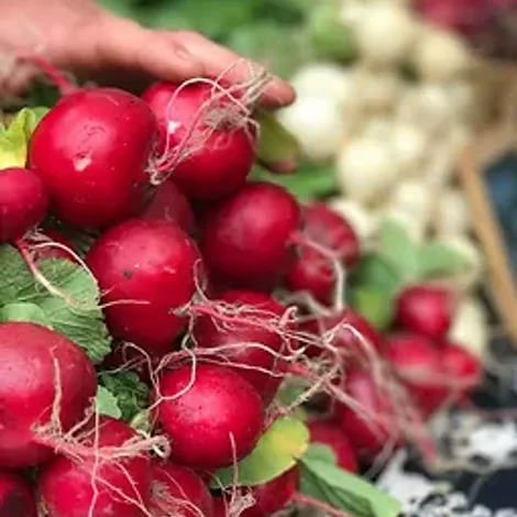 Bio Way Farm LLC