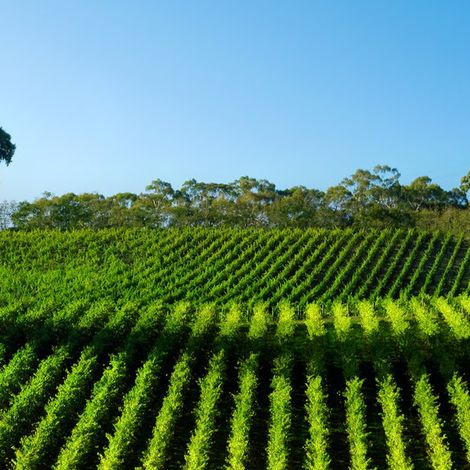 Magna Carta Cellars - Vineyard