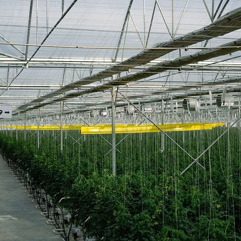 Eziz-Dag Tomato Production