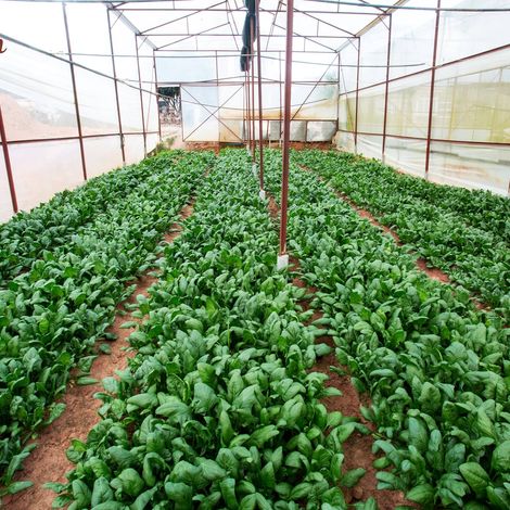Production