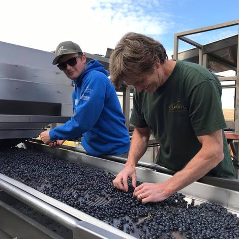 Wine harvest
