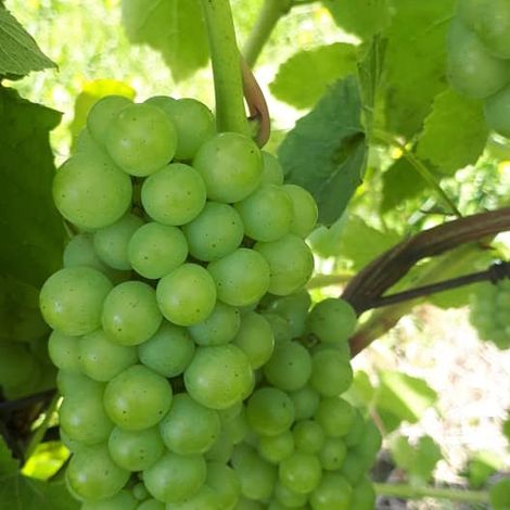Sainte-Famille Wines Ltd_Wine_Grapes