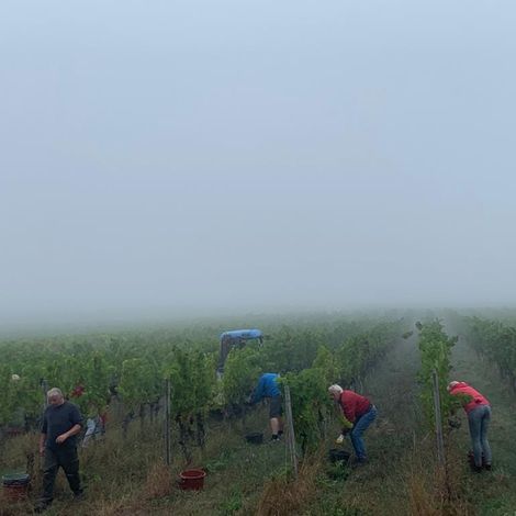 Winery Drescher - Vineyard