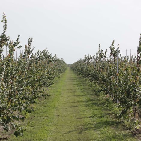 SINFRUTTA SRL - Plantation