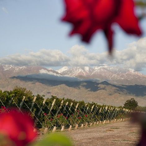 rolland winery 2.jpg