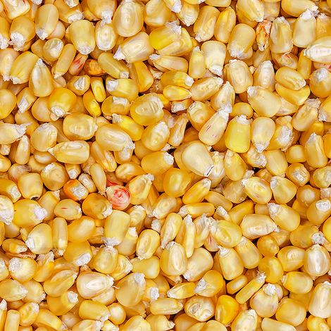 International Feed Worldwide