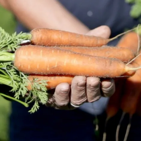 Center West Exports - Carrots