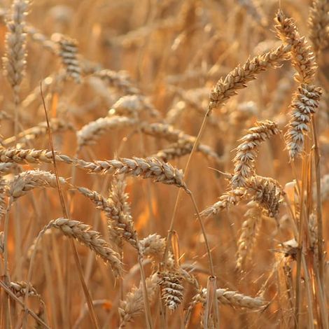 Wheat
