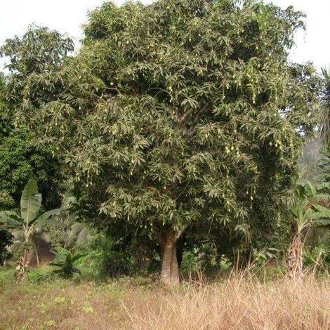 GIC TERRESPOIR