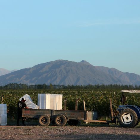 Vineyards