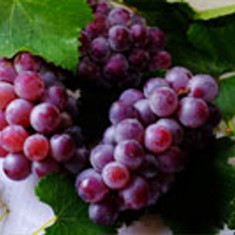 FFC Fresh Fruit Company GmbH