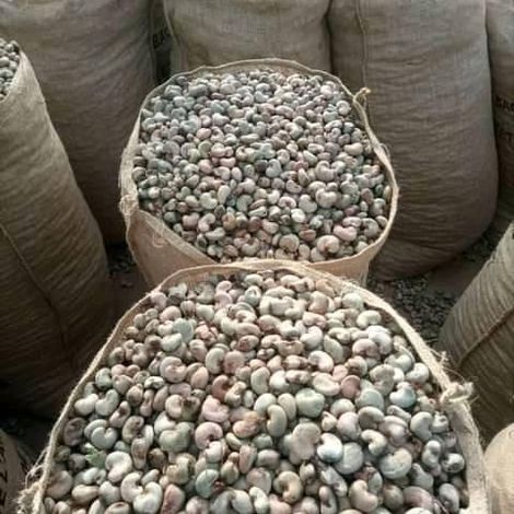 Raw Cashew Nuts