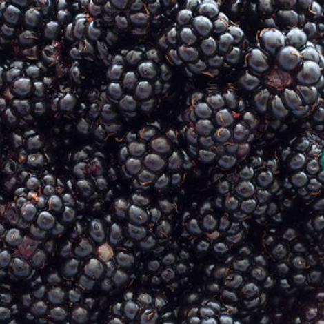 North Bay Produce, Inc.