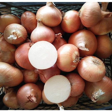 Harvest