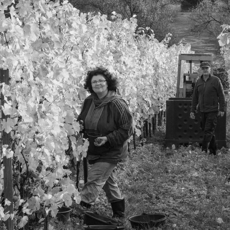 Weingut Arns