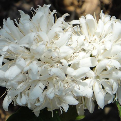 Coffee flowers