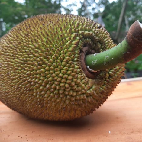 Tender Jackfruit