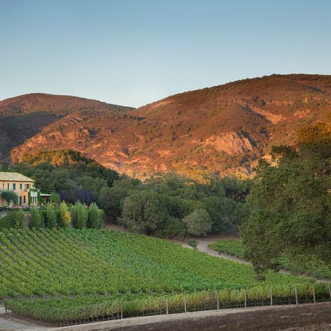 Sodaro vineyard cover.jpg