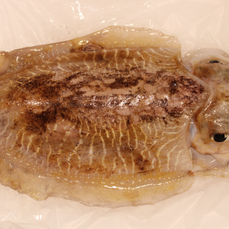 Mofarpeixe, Lda.