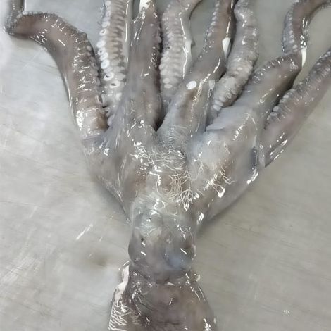 Sea Caught_Octopus Vulgaris_0.5-1Kg_Thaw_02