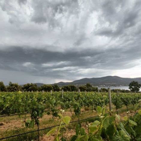 Bangor Vineyard Shed_Wine_Vineyards