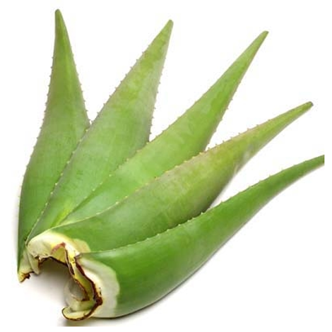 Aloe Vera Freash Leaf