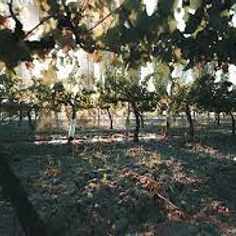 adaugo vineyard 1.jpg