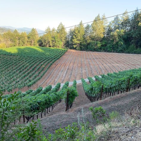 FRIAS Family Vineyard