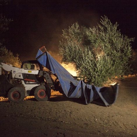 Nighttime at Early Harvest at Oct 2020