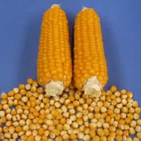 Seed Solutions Limited