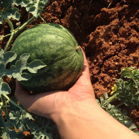 Pudor Ic Ve Dis Ticaret Limited Sirketi