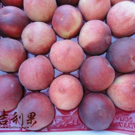 Jollico International Co., Ltd.